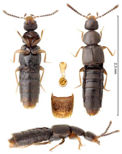Réf. 353 630 : Amischa forcipata